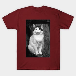 r3102/  New finition 2021 : Les cats par Okaio Pirate's attitudes / expressions "human" 3 T-Shirt